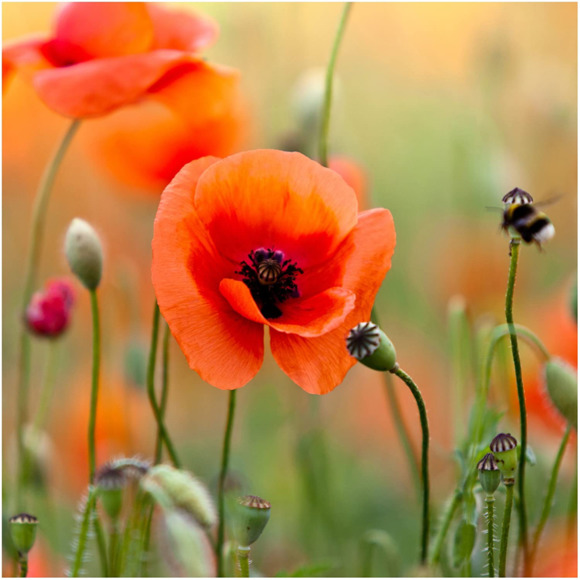 xopoppy